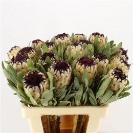 Protea Lady Pearl (Протея Леди Перл) В60