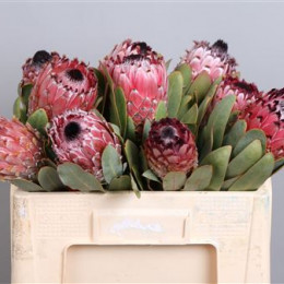 Protea Magnifica Didi (Протея Магнифика Диди) В50