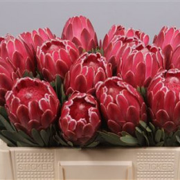 Protea Venus (Протея Венус) В50