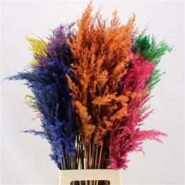 Pampas Mixed Colours (Пампас Миксд Каларс) В80