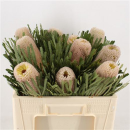 Banksia Hookeriana (Банксиа Хукериана) В50