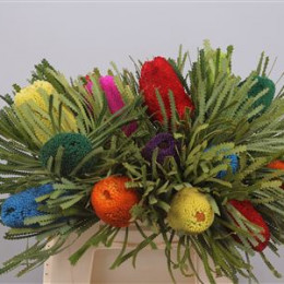 Banksia Hookeriana Mixed Colours (Банксиа Хукерания Миксд Колорс) В50