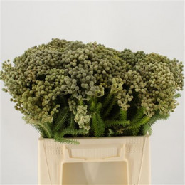 Berzelia Squarrosa (paleacea) (Берзелиа Скуарроса (палиция))В40