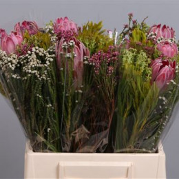 Bouquet Compacta Sfb (Букет Компакта Сфб)В40