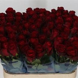 Rosa Gr Madam Red (Роза Гр Мадам Ред)В50