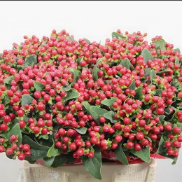 Hipericum True Romance (Гиперикум Тру Романс) В70