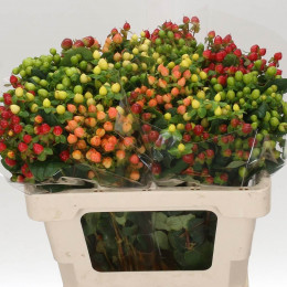Hypericum Gemengd (Гиперикум Геменгд) В60