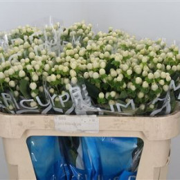 Hypericum coco uno(Гиперикум коко уно) В60