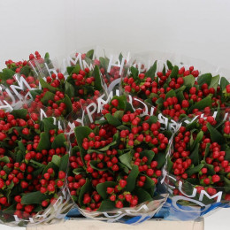 Hypericum Coco Diablo (Гиперикум Коко Диабло) В60
