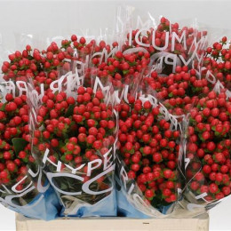 Hypericum Coco Rio (Гиперикум Коко Рио) В70