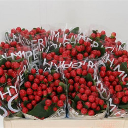 Hypericum Coco Tango (Гиперикум Коко Танго)В40