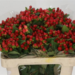 Hypericum Magical Triumph (Гиперикум Мэджикал Триумф) В50