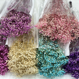 Gypsophila Tinted Mix ( Гипсофила Тинтед Микс) Violeta flowers