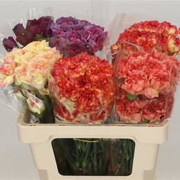 Carnations Colombia Mixed (Гвоздика Колумбия Миксед) В55