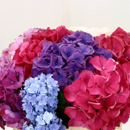 Hydrangea Premium Columb (Гортензия Премиум Колумбия) В60