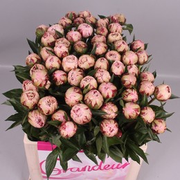 Paeonia Margurite Gerard (Пион Маргарит Геард) В60