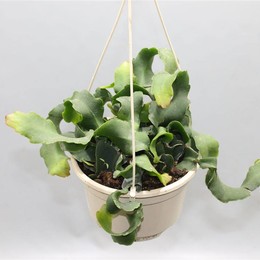 Epiphyllum Gatemalense Монструоза ( Epiphyllum Gatemalense Monstruoza ) W 15 см H 25 см
