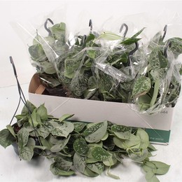 Сциндапсус Серебристый, Висячий Горшок ( Scindapsus Silvery Ann Hangpot ) W 14 см H см