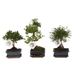 Бонсай, смешанный в керамическом шаре Ume 15 см / s - образной формы с Sa ( Bonsai Mixed In W15cm Ce