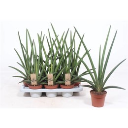 Вентилятор Sansevieria Cylindrica ( Sansevieria Cylindrica Fan ) W 14 см H 60 см