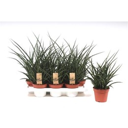Сансевиерия Фернвуд Панк ( Sansevieria Fernwood Punk ) W 14 см H 45 см