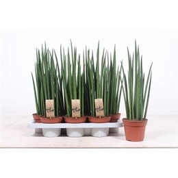 Сансевиерия Микадо ( Sansevieria Mikado ) W 14 см H 55 см