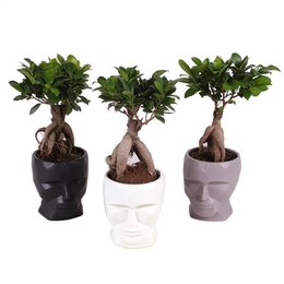 Фикус, М., Банка С Женьшенем W12 См На Рисунке W15 См С Лицевой Стороной P ( Ficus M. Ginseng Pot W1