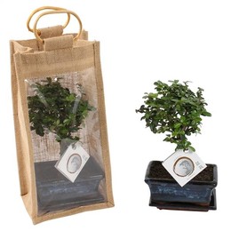 Бонсай, Смешанный С Керамикой 15 См В Мешковине В Подарочном Мешке. ( Bonsai Mixed In W15cm Ceramic