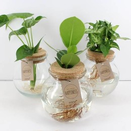 Arr3 Vde-Стеклянная Сфера L 999/6 ( Arr3 Vde - Glas Sphere L 999/6 ) W 15 см H 30 см