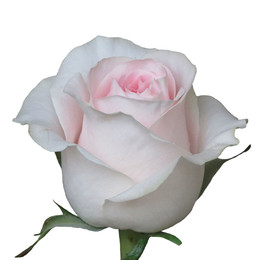 Rosa Sweet Revival (Роза Свит Ревиваль) В70 (MKSH)