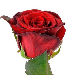 Rosa Gr Prestige (Роза Гр Престиж) В60