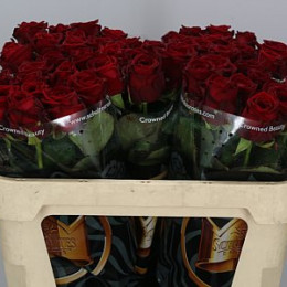 Rosa Gr Red Naomi(Роза Гр Ред Наоми) В30