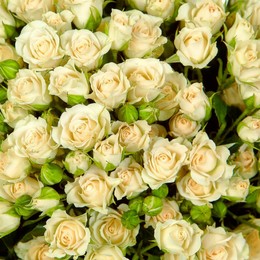 Rosa Spray Vanilla  Buket (Роза Спрей Ванила Букет) B50 (Цветы Удмуртии)