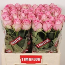 Rosa Gr Revival (Роза Гр Ревиваль) В70