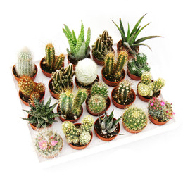 Cactus Gemengd Showdoos (Кактус Геменгд Шоудос) В508