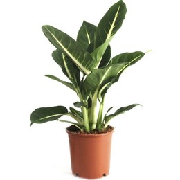 Dieffenbachia Green Magic (Диффенбахия Грин Меджик) В17