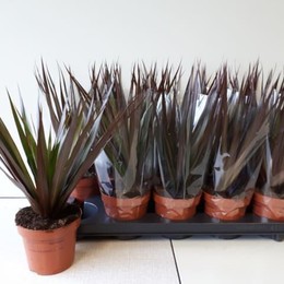 Dracaena Magenta (Драцена Маджента) В17