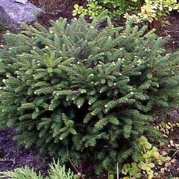 Ель обыкновенная Nidiformis (Нидиформис)