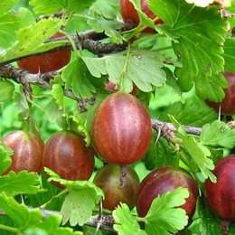 Крыжовник Белорусский красный