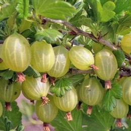 Крыжовник Малахит