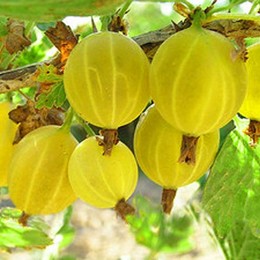 Крыжовник Яровой