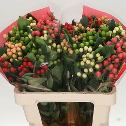 Hypericum Rainbow (Гиперикум Рейнбоу) В60