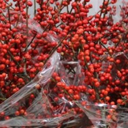 Ilex (Илекс) В80