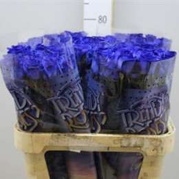 Rosa Gr Vendela Paint Blue (Роза Вендела Гр паинт блу) В70