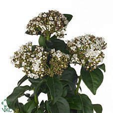 Viburnum Macro (Вибурнум Макро) В55