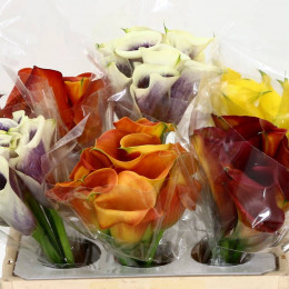 Zantedeschia Ov Gem (Калла Ов Гем) В50