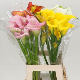 Zantedeschia Mixed (Калла Микс) В70