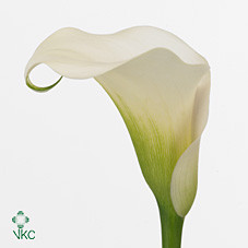 Zantedeschia Capt Ventura (Калла Капитан Вентура) В60