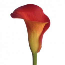 Calla Captain Trinity (Калла Капитан Тринити) В60