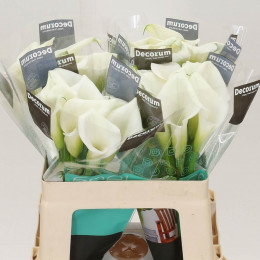 Zantedeschia Crystal Blush  (Калла Кристалл Блаш) В60